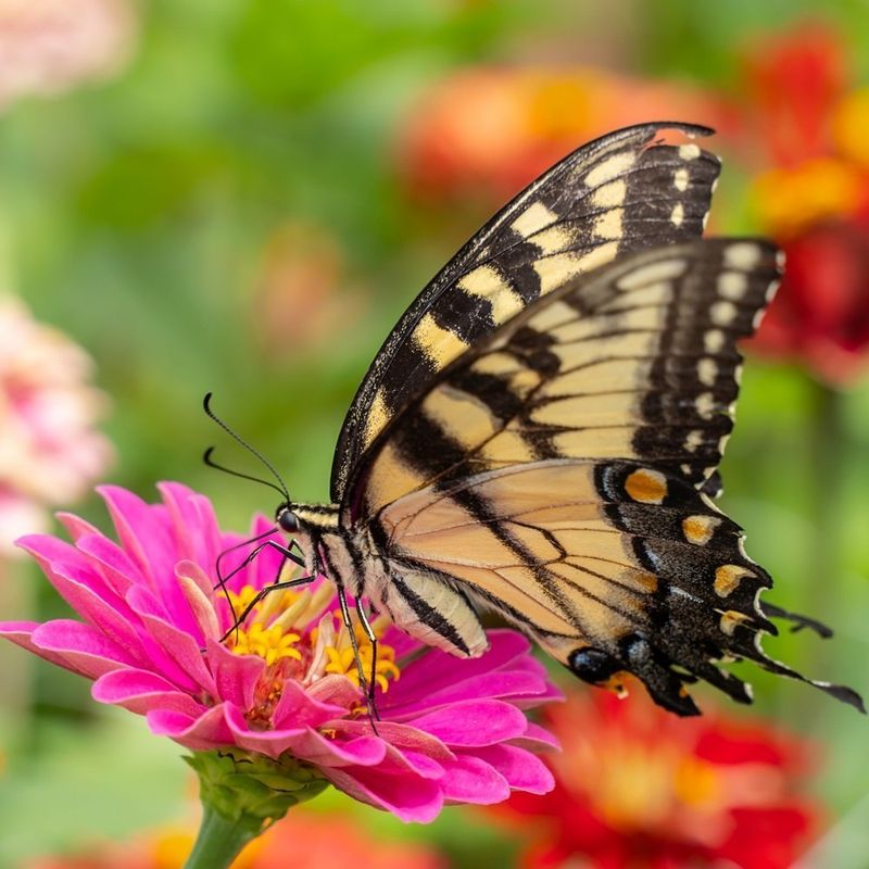 Zinnia Zoom