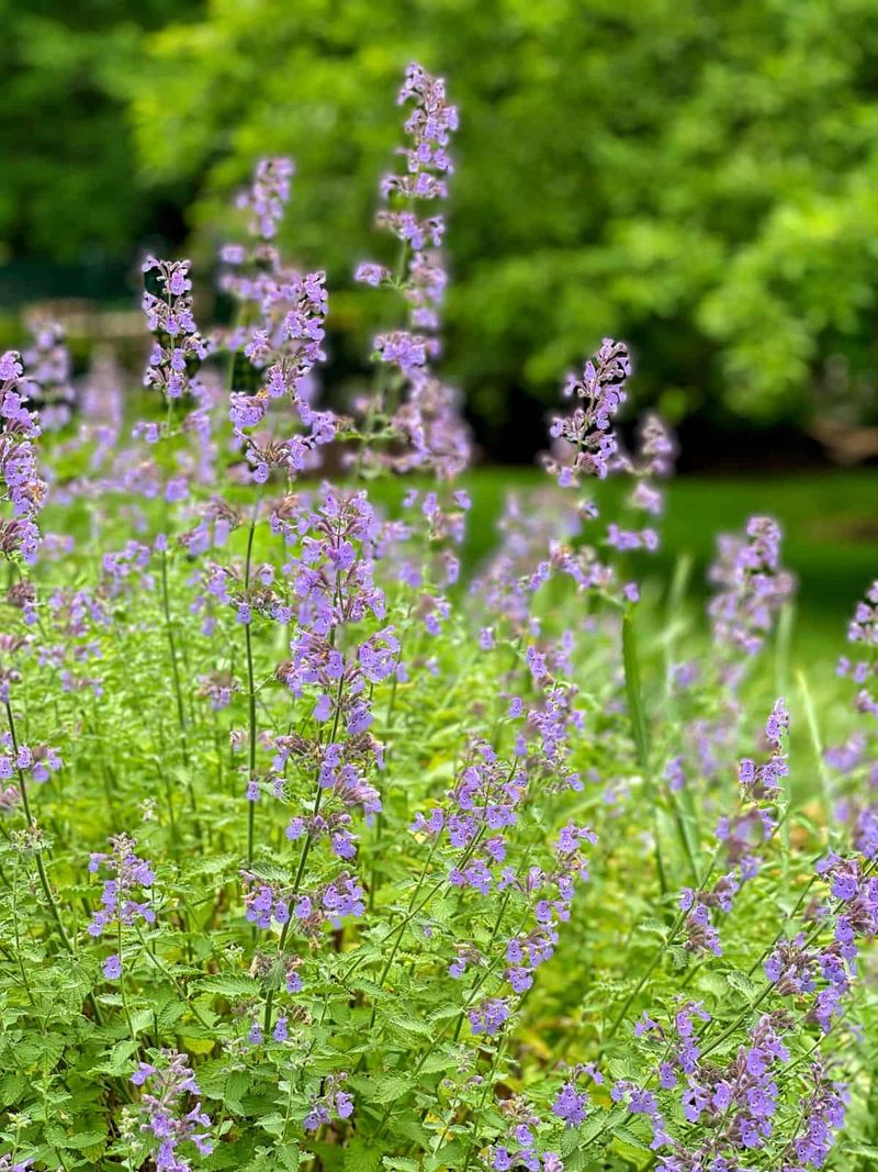 Catnip