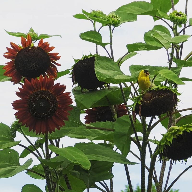 Sunflower (Helianthus)