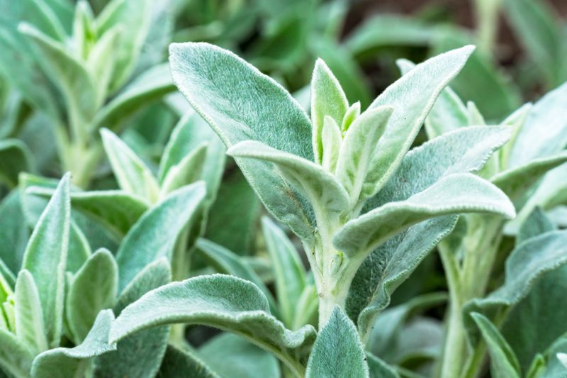 Lamb's Ear: The Soft Touch Option