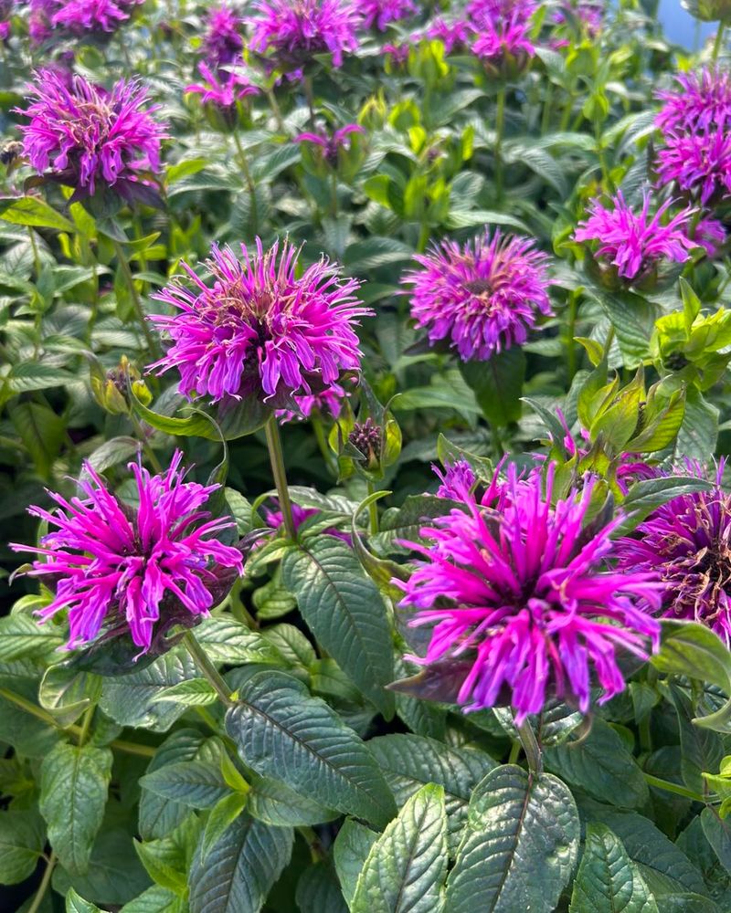 Bee Balm