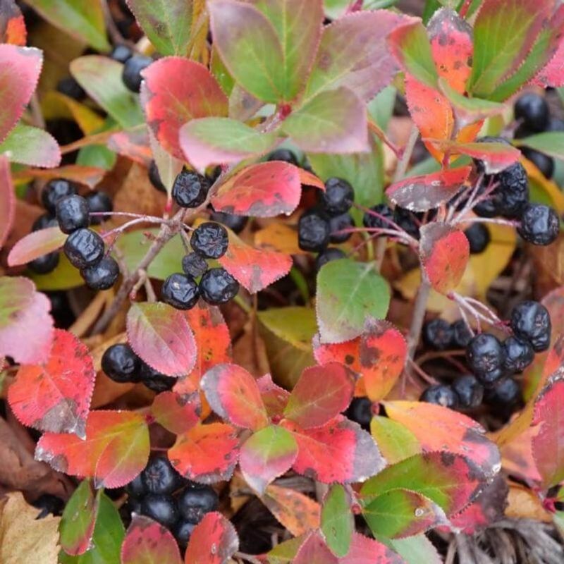 Black Chokeberry