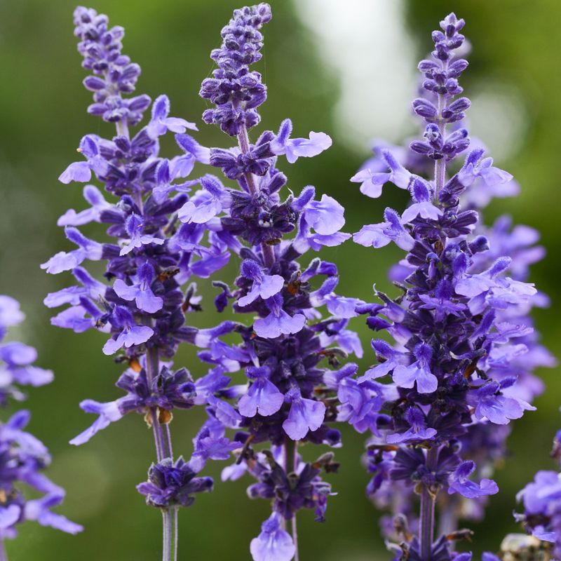 Salvia: Vertical Drama