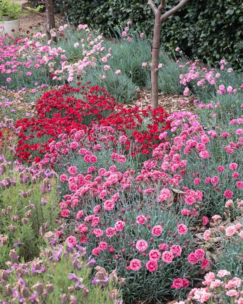 Dianthus Delivers Twice The Fragrance