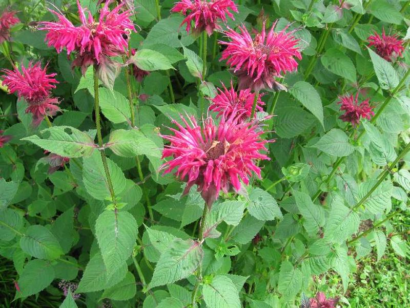 Bee Balm