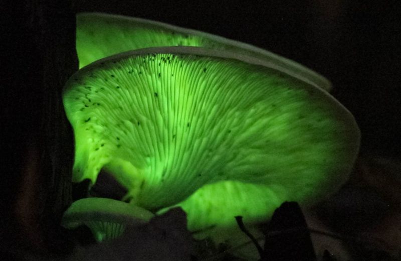 Jack O'Lantern (Omphalotus illudens)