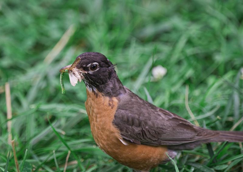 Pesticide-Free Garden Policy