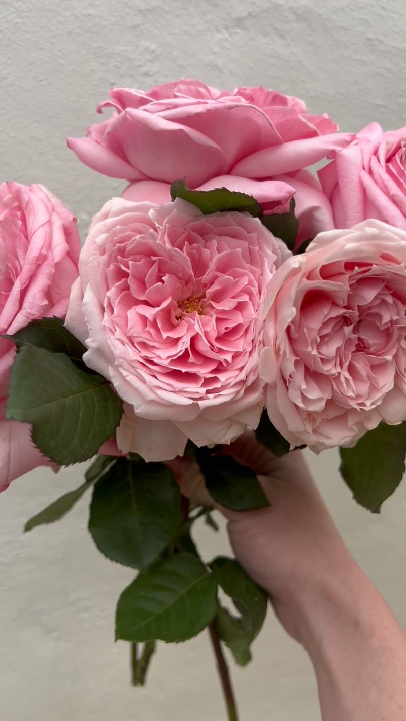 Offers Seasonal Cutting Flowers