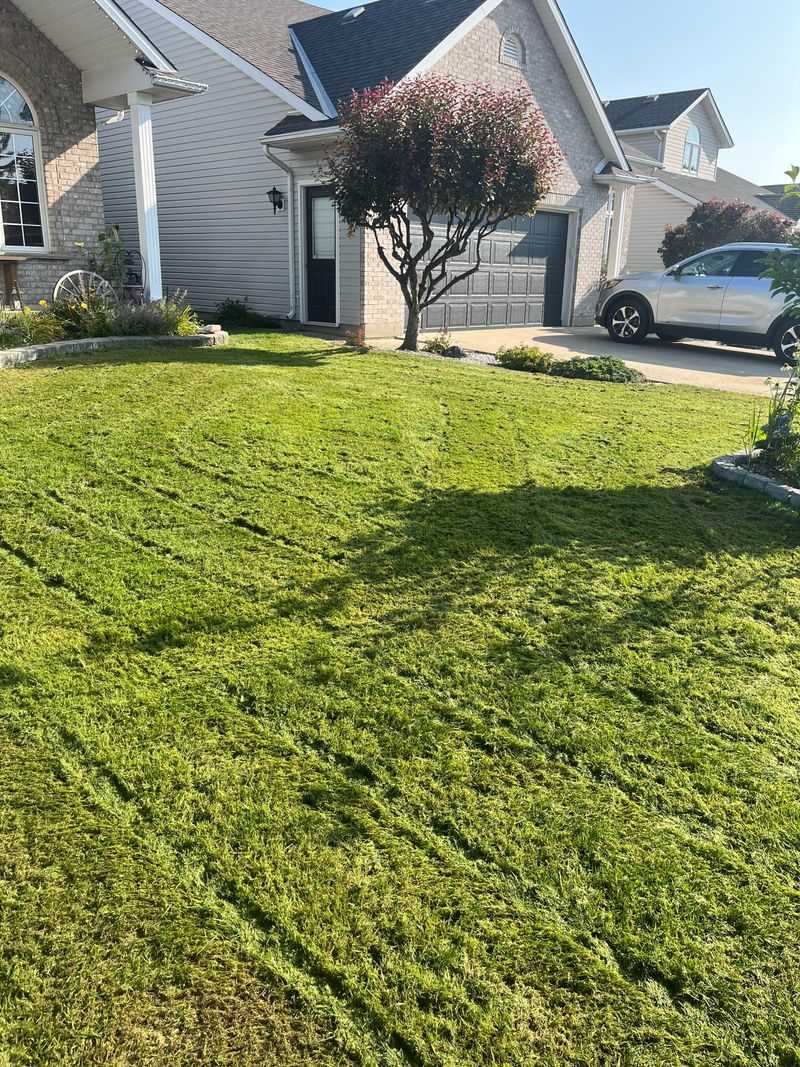 Overseed After Dethatching