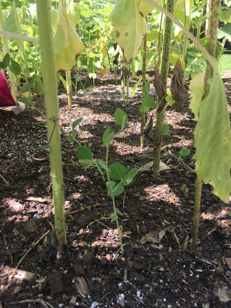 East-Facing Trellis