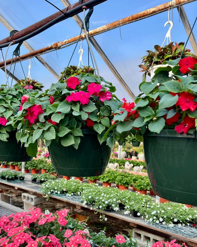 Hanging Basket Paradise