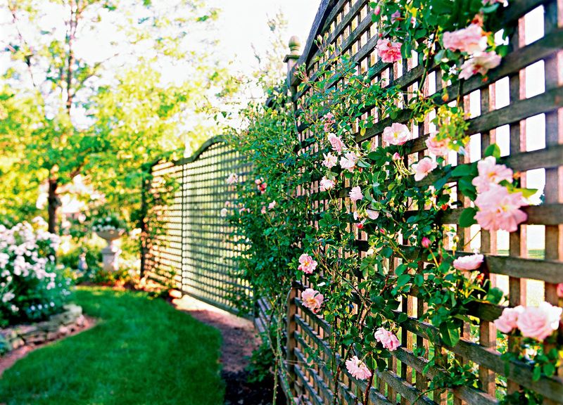 Along Sturdy Fences With Morning Sun