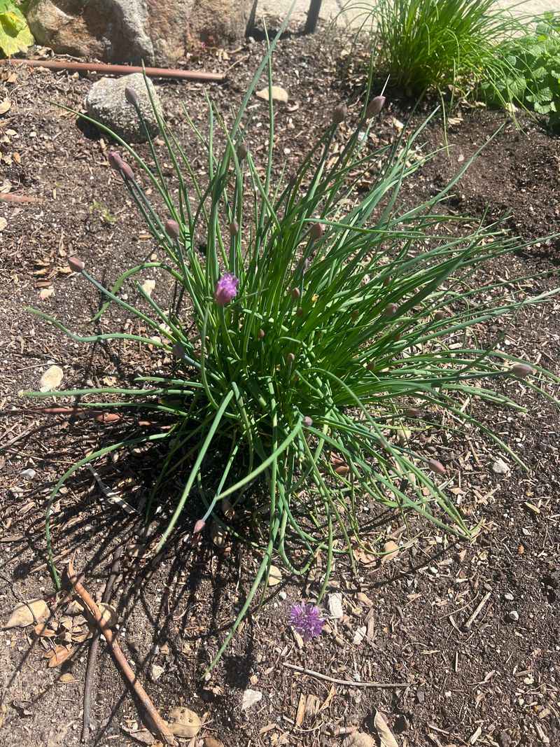 Prevents Flowering