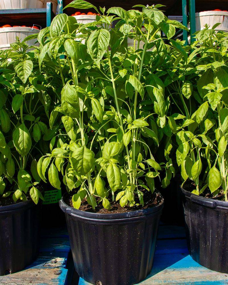 Low Maintenance Gardening