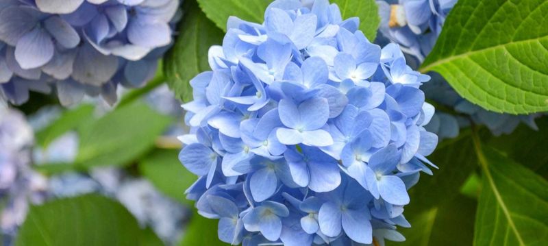 Rusty Nails For Hydrangeas