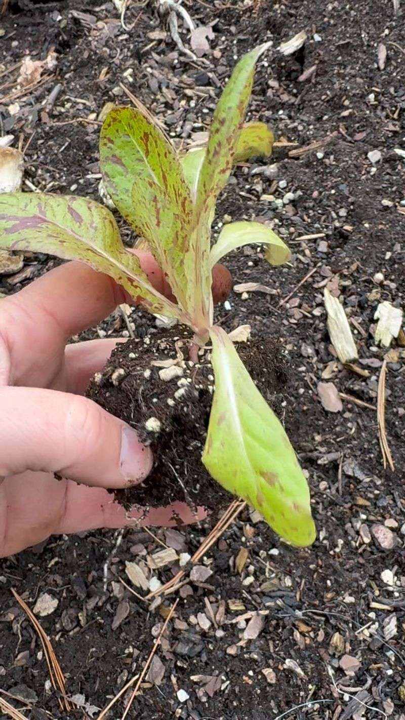 Breaks Seed Dormancy