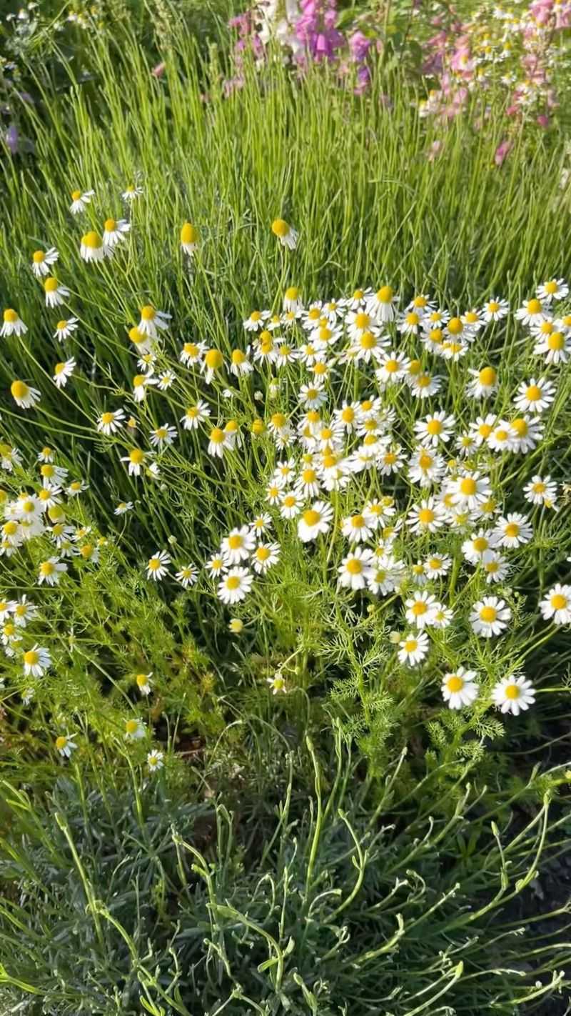 Companion Planting Boosts Repellent Properties