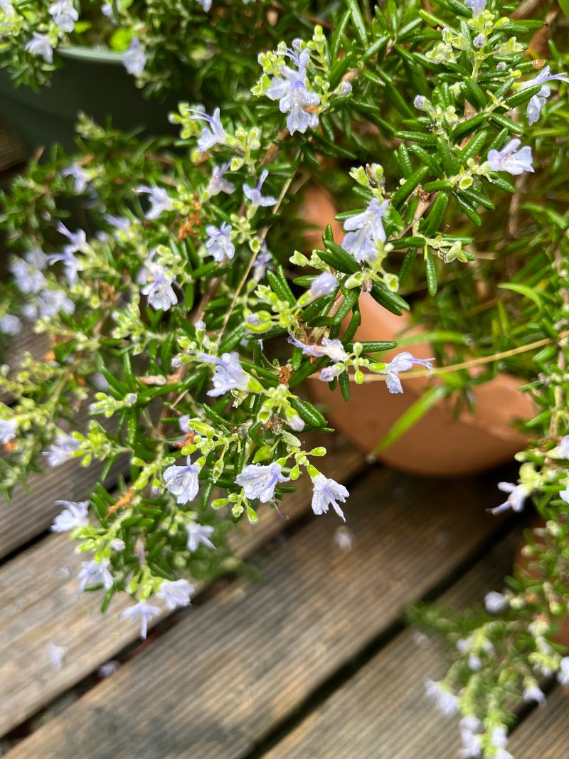 Natural Air Freshener