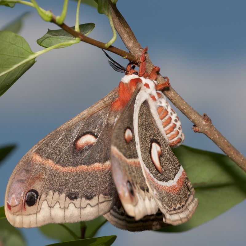 Cecropia Moths