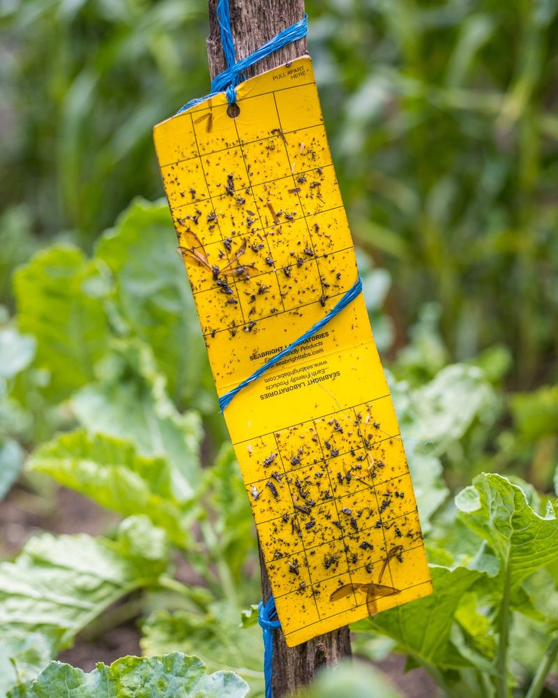 Sticky Traps