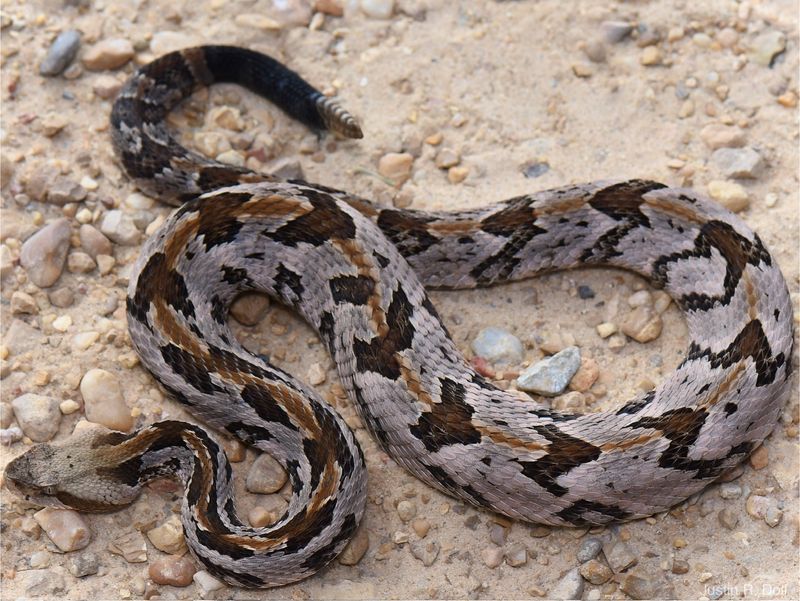 Timber Rattlesnake