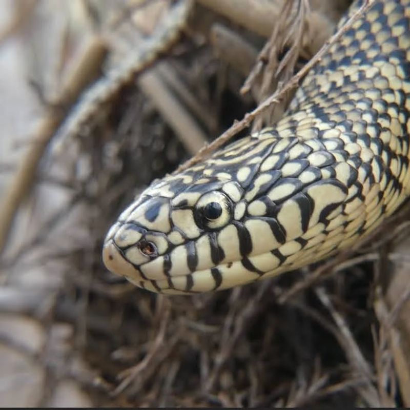 King Snake
