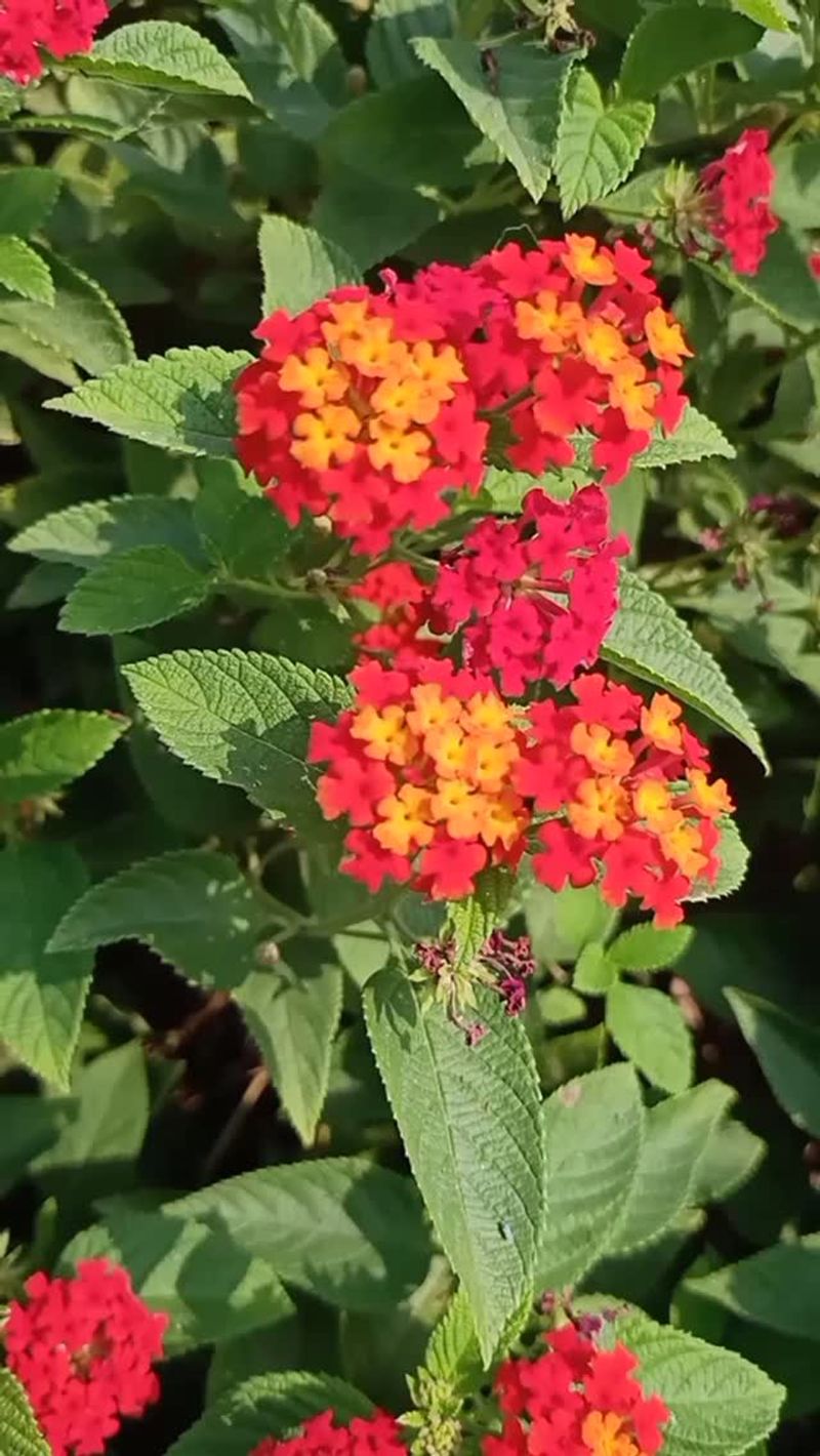 Texas Lantana