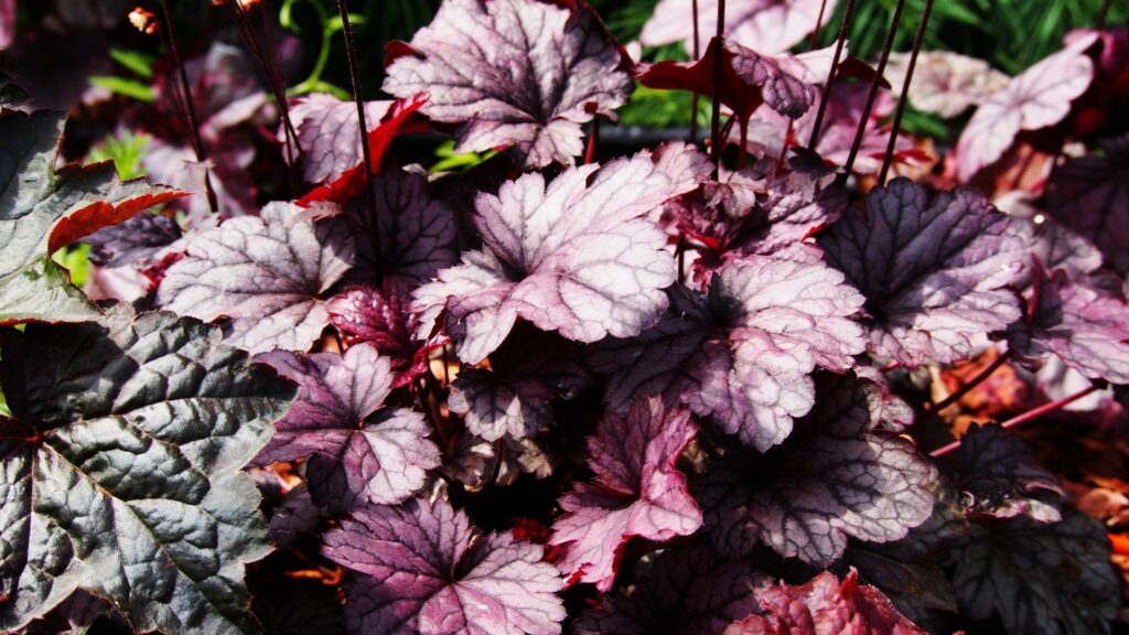 Coral Bells (Heuchera)