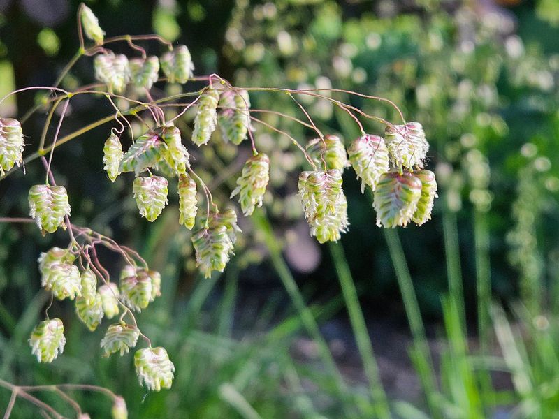 Quaking Grass (Briza media)