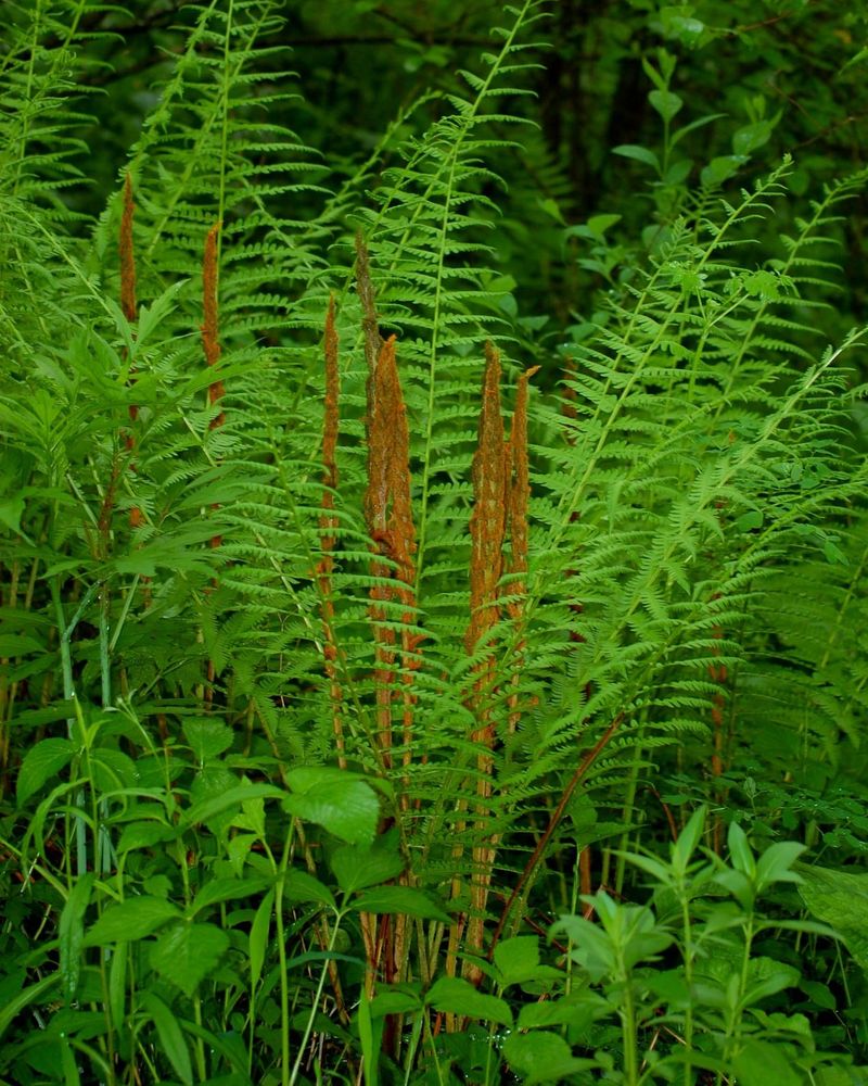 Ferns: Ancient Woodland Classics