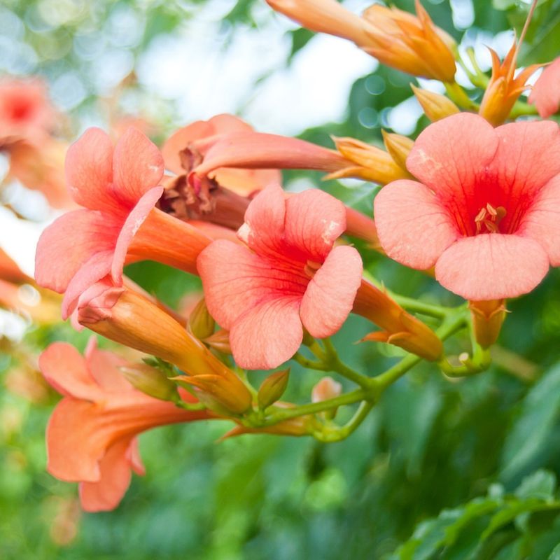 Trumpet Creeper (Campsis radicans)