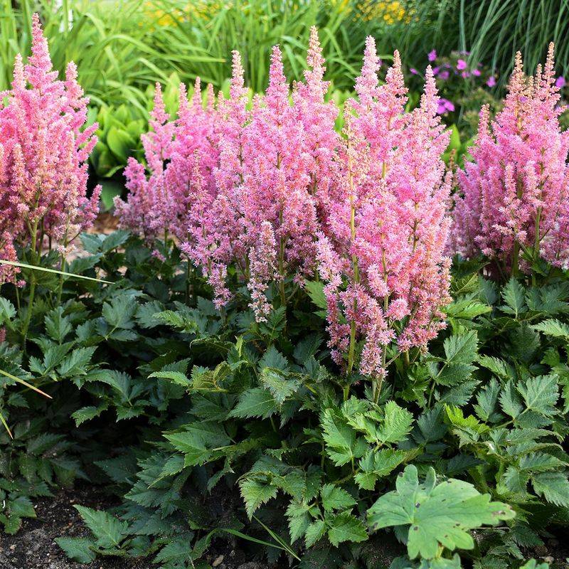 Astilbe: Feathery Plumes for Moist Shade
