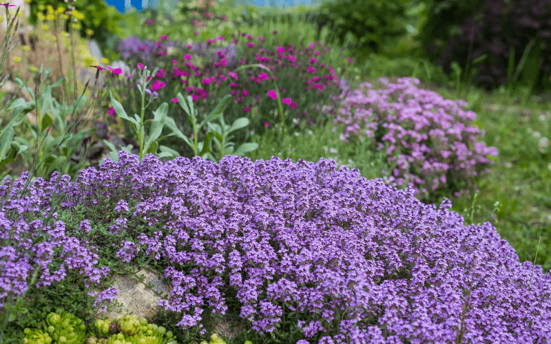 Creeping Thyme - The Aromatic Groundcover