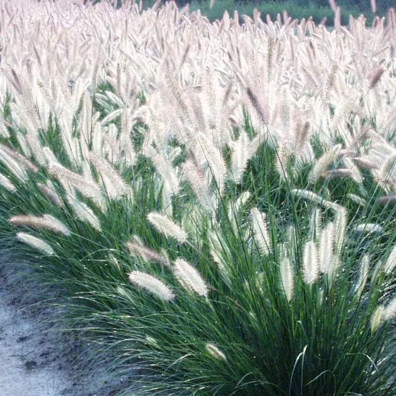 Ornamental Grasses: The Graceful Replacements