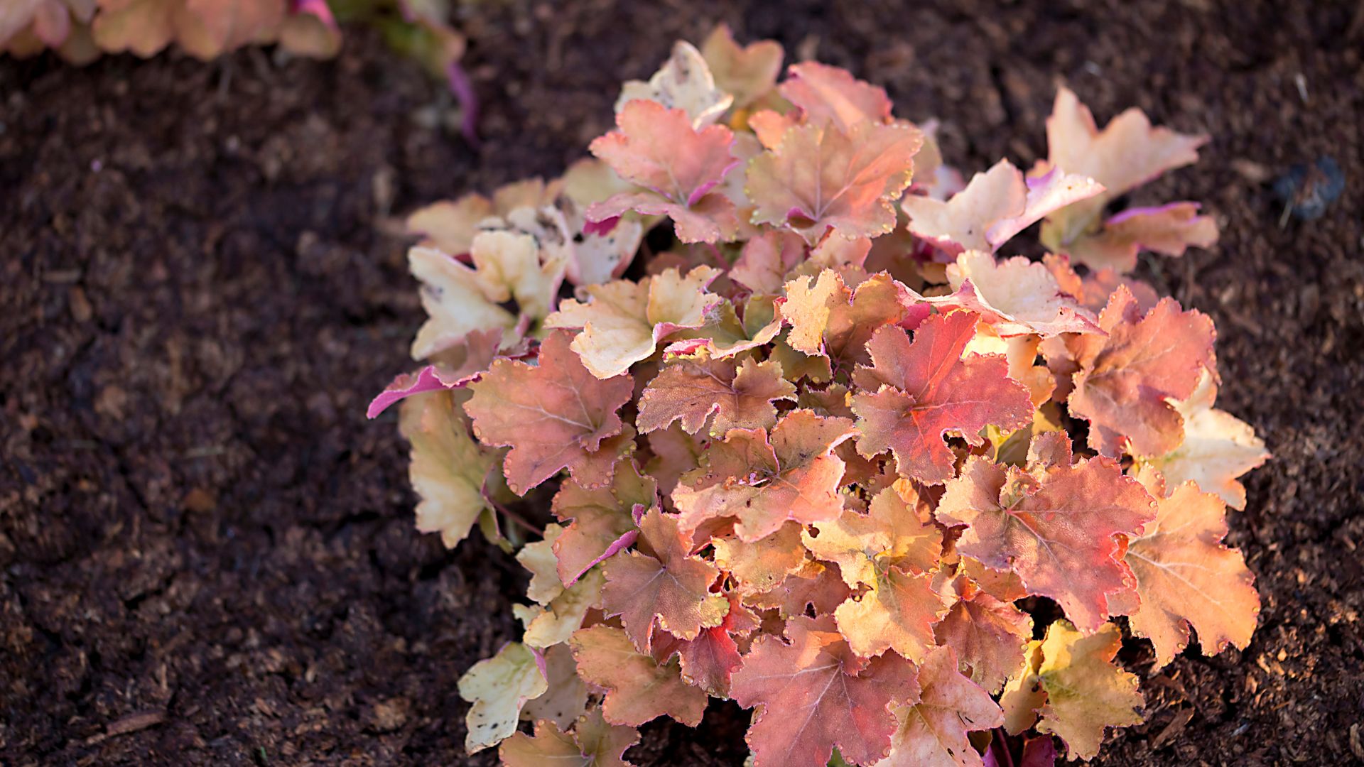 Coral Bells Under Attack? 15 Common Pests And How To Get Rid Of Them Naturally