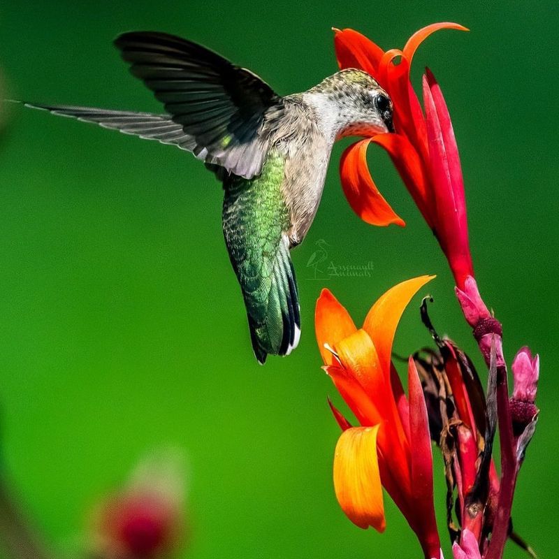 Canna Lily
