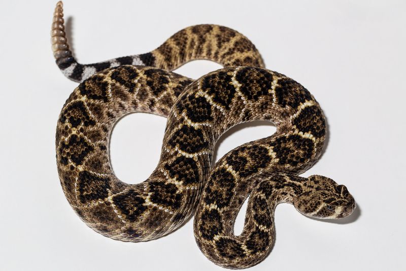 Western Diamondback Rattlesnake