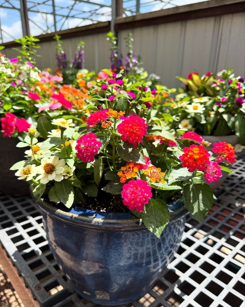 Gomphrena and Dichondra