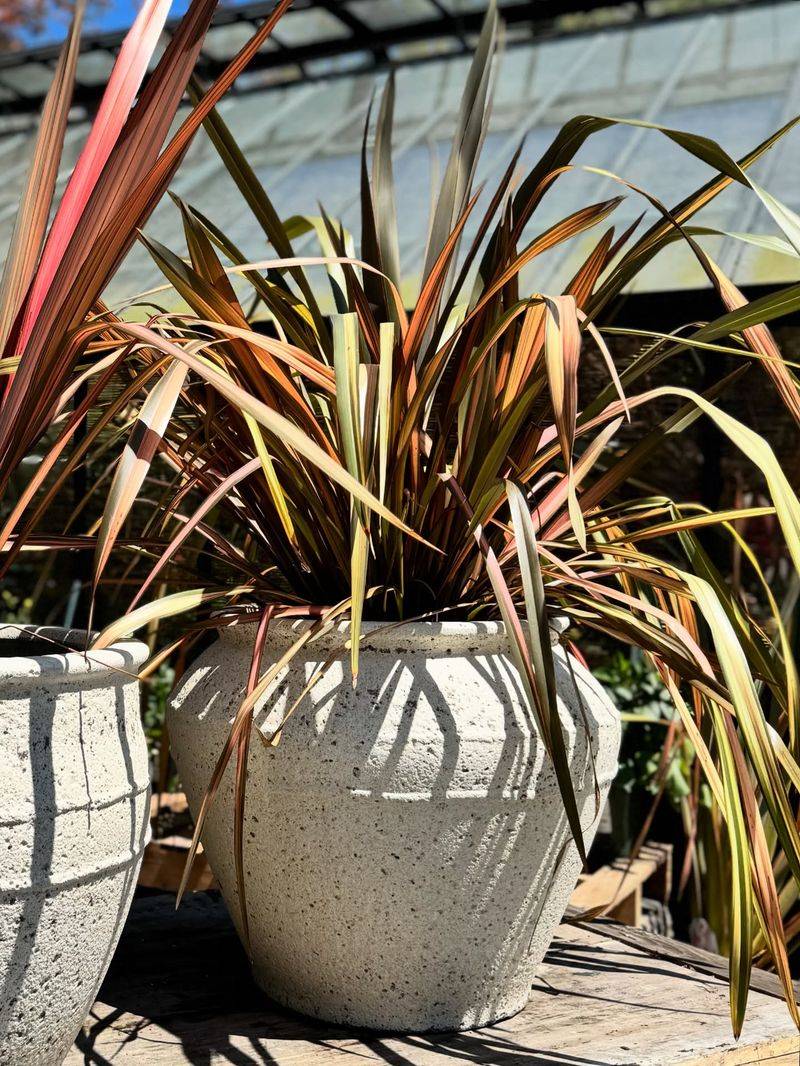 Phormium