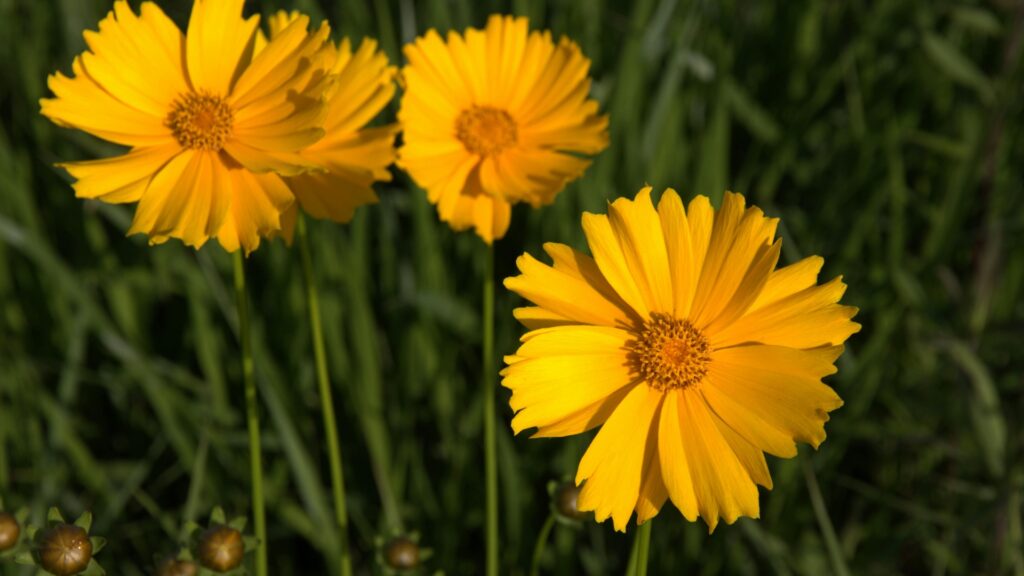 coreopsis