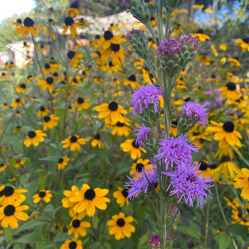 Blazing Star (Liatris)