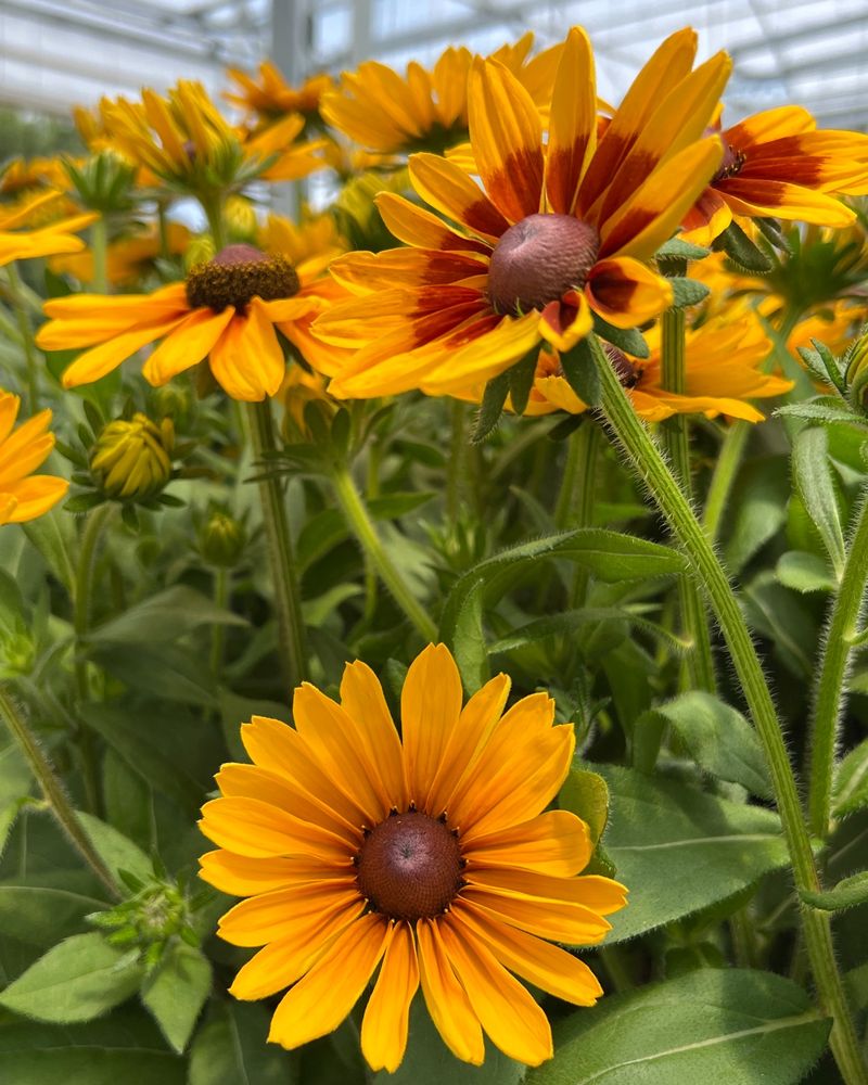 Black-Eyed Susan