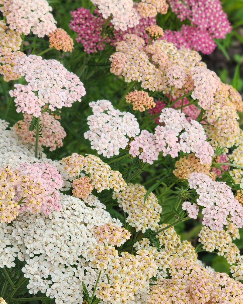 Achillea (Yarrow)
