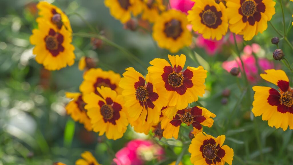 coreopsis