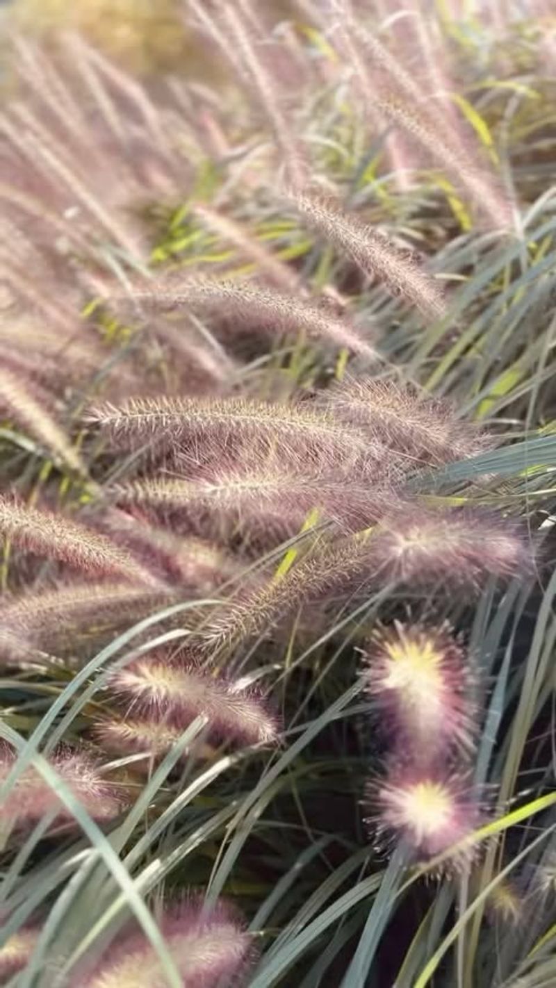 Ornamental Grasses: Graceful Movement