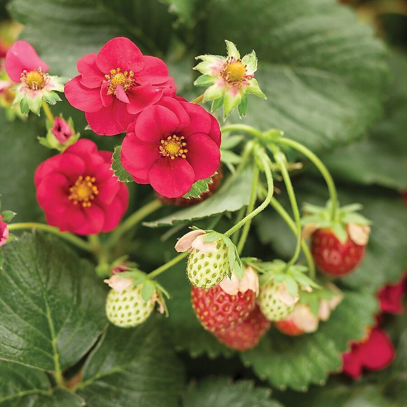 Ornamental Strawberry - The Tasty Firebreak