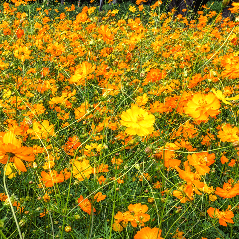Cosmos: Dancing on Air