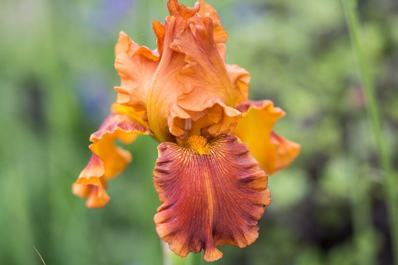 Bearded Iris