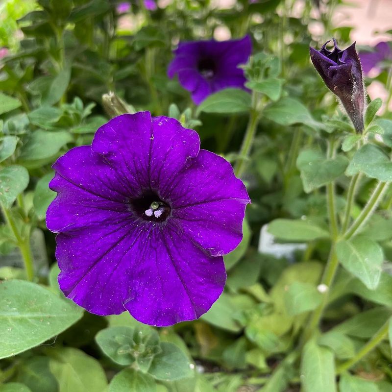 Wave Petunias
