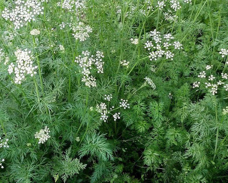 Cumin: Tiny Seeds Of Great Value